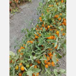 PIENNOLOTOMAT - PO9485 F1 - Vesuviano giallo nano 