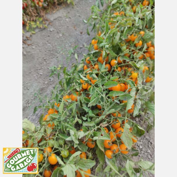 PIENNOLOTOMAT - PO9485 F1 - Vesuviano giallo nano 