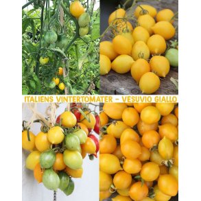 Tomat Piennolo giallo del Vesuvio (Peardrops)