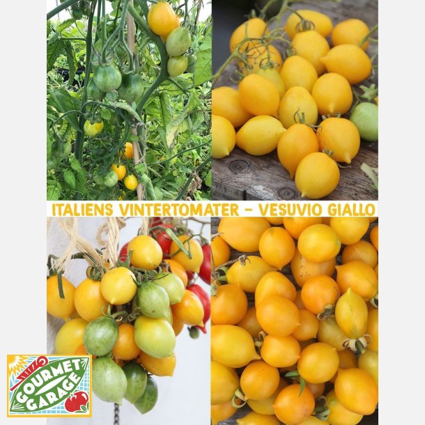 Tomat Peardrops (Vesuvio/piennolo giallo)  
