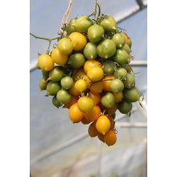 Tomat Piennolo giallo del Vesuvio (Peardrops)