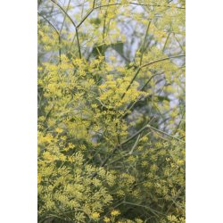 Vildfnkl (Finocchio selvatico) - STORPACK