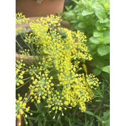 Vildfnkl (Finocchio selvatico) - STORPACK