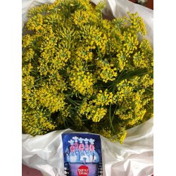 Vildfnkl (Finocchio selvatico) - STORPACK