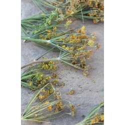 Vildfnkl (Finocchio selvatico) - STORPACK