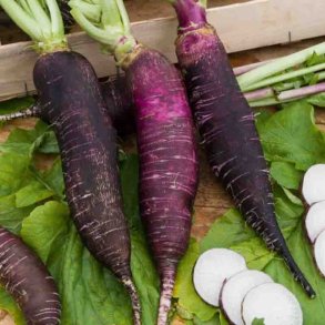 Rttika VIOLET DE GOURNAY - ekologiska frer