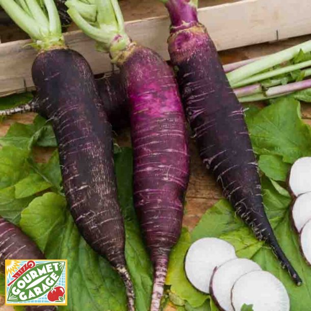 Rttika VIOLET DE GOURNAY - ekologiska frer