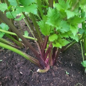 Stj�lkselleri VIOLET DE TOURS - Ekologiska fr�er