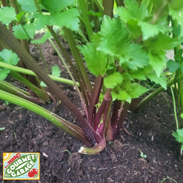 Stj�lkselleri VIOLET DE TOURS - Ekologiska fr�er