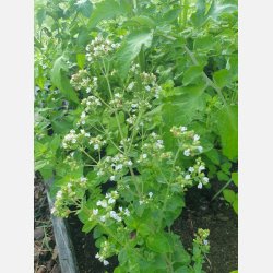 Oregano (siciliansk) vitblommig ORIGANO A FIORE BIANCO 