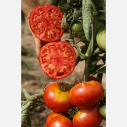 Tomat VIVAGRANDE - Ekologiska fr�er