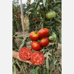 Tomat VIVAGRANDE - Ekologiska fr�er