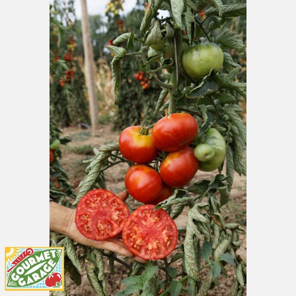 Tomat Vivagrande (Die Enorme) - ekologiska frer