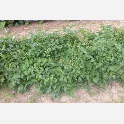 Tomat VIVAORO - Demeter- och ekologiskt certifierade fr�er