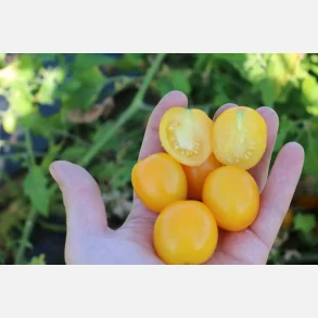 Tomat VIVAORO - Demeter- och ekologiskt certifierade fr�er