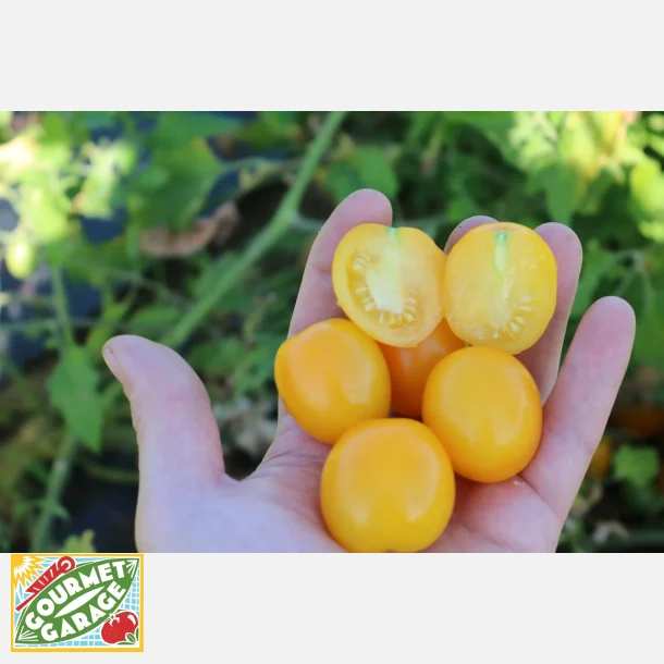 Tomat VIVAORO - Demeter- och ekologiskt certifierade fr�er