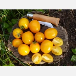 Tomat VIVAORO - Demeter- och ekologiskt certifierade fr�er