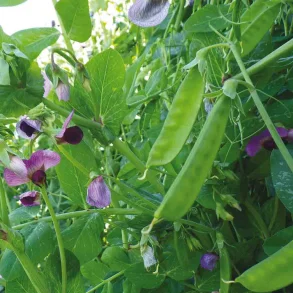 Socker�rt WEGGISER MANGETOUT 