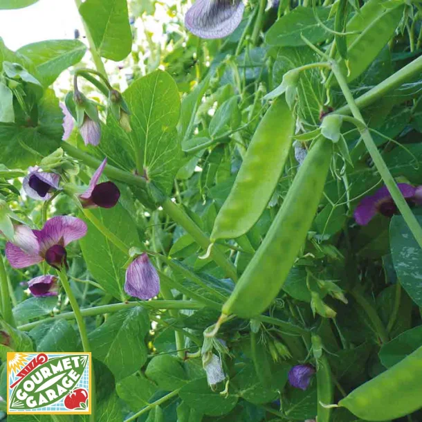 Socker�rt WEGGISER MANGETOUT 