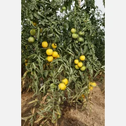 Tomat WHITE PEACH - Ekologiska fr�er