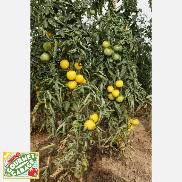 Tomat WHITE PEACH - Ekologiska fr�er