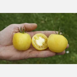 Tomat WHITE PEACH - Ekologiska fr�er