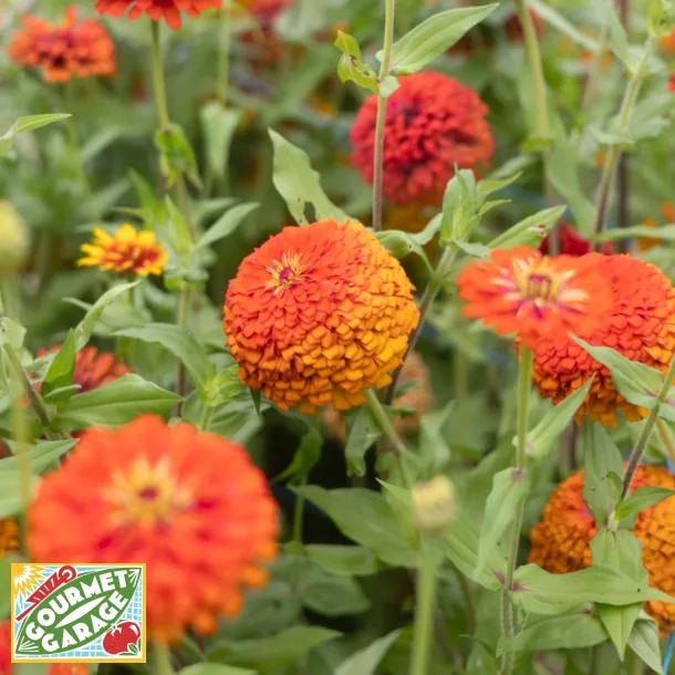 Zinnia Yell Fire - ekologiska frer