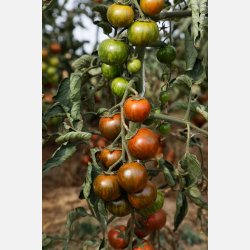 FRBOX - FRUKTGRNSAKER - Ekologiska frer