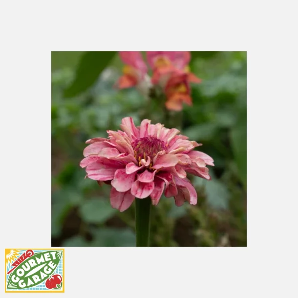 Zinnia Berry Basket - ekologiska frer