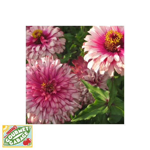 Zinnia Morfire Mix - ekologiska frer