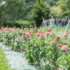 Zinnia SUNBOW MIX - ekologiska frer