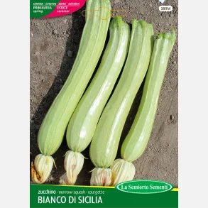 Zucchini BIANCO DI SICILIA  
