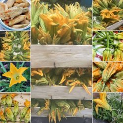 Zucchiniblommor - Zucchino da fiore sel. Valery