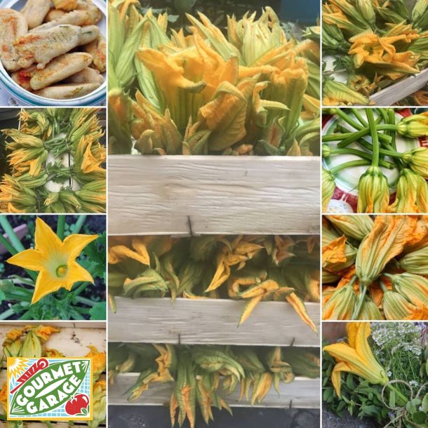 Zucchiniblommor - Zucchino da fiore sel. Valery