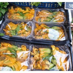 Zucchiniblommor - Zucchino da fiore sel. Valery