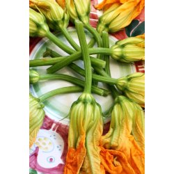 Zucchiniblommor - Zucchino da fiore sel. Valery
