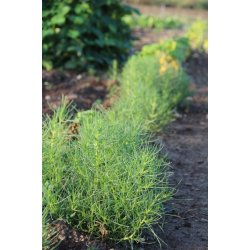 Agretti - Roscano (Salsola Soda)