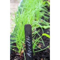 Agretti - Roscano (Salsola Soda)