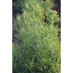 Agretti - Roscano (Salsola Soda)
