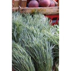 Agretti - Roscano (Salsola Soda)