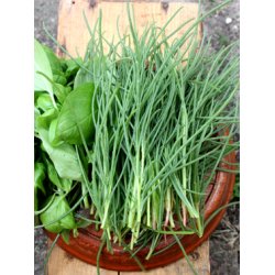 Agretti - Roscano (Salsola Soda)
