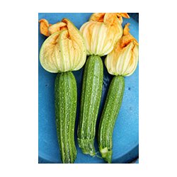 Zucchini Alberello di Sarzana - STORPACK - 45 frer