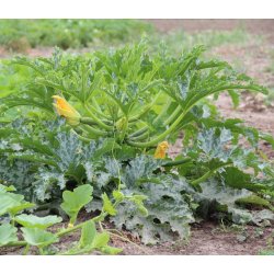 Zucchini Alberello di Sarzana - STORPACK - 45 frer