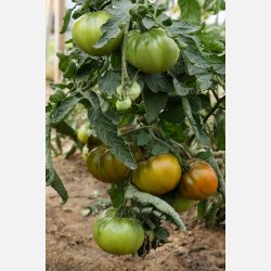 Tomat ANANORI (ANANAS NOIR) - Ekologiska/Demetercertifierade fr�er