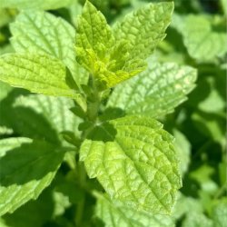 Apelsinmeliss - MELISSE ORANGE - Ekologiska fr�er