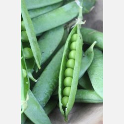 M�rg�rt PROGRESS 9 (Franchi) - Ekologiska fr�er