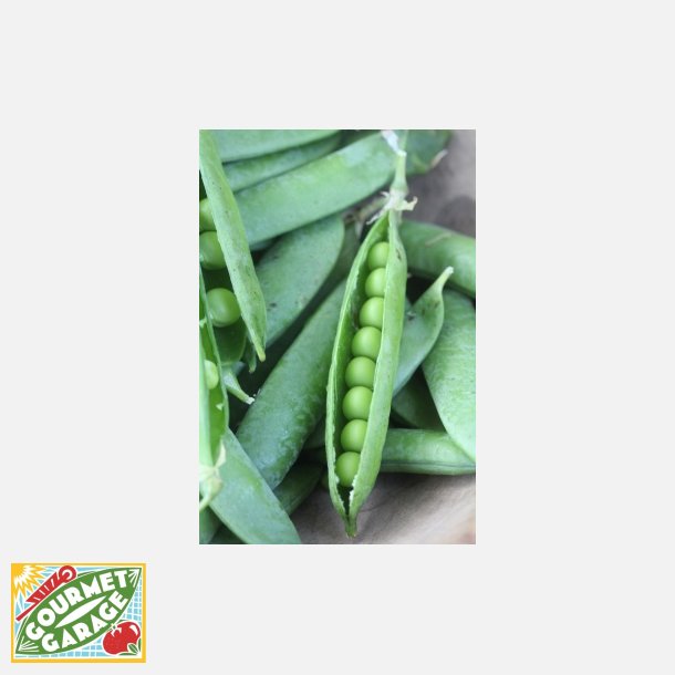 M�rg�rt PROGRESS 9 (Franchi) - Ekologiska fr�er