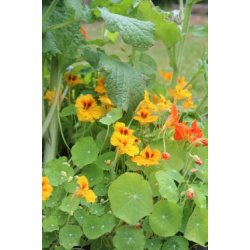 I fiori dello chef - blomstermix av �tliga blommor