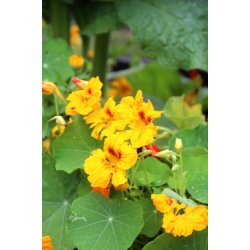 I fiori dello chef - blomstermix av �tliga blommor