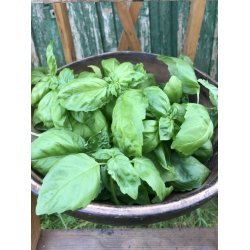 Basilika ITALIKO  - (Italiano classico)